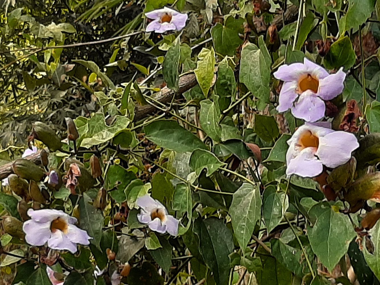 Detail image, Maarten Rozendale, , Vietnam, 2020-02-02, Thunbergia laurifolia - Laurel clockvine