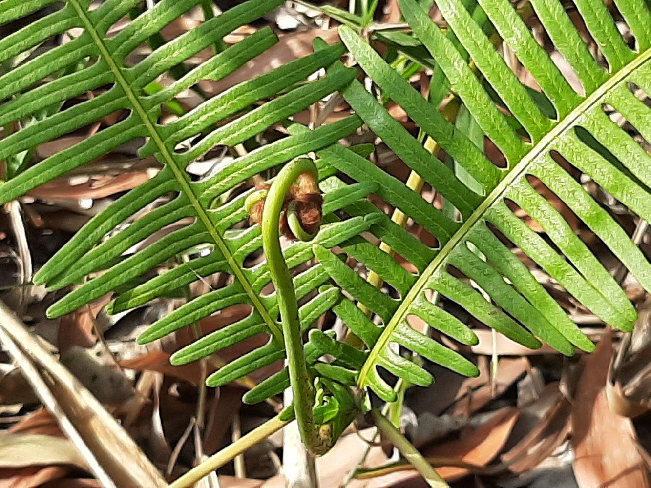 Detail image, Maarten Rozendale, , Vietnam, 2020-02-02, Dicranopteris linearis - Old World forked fern