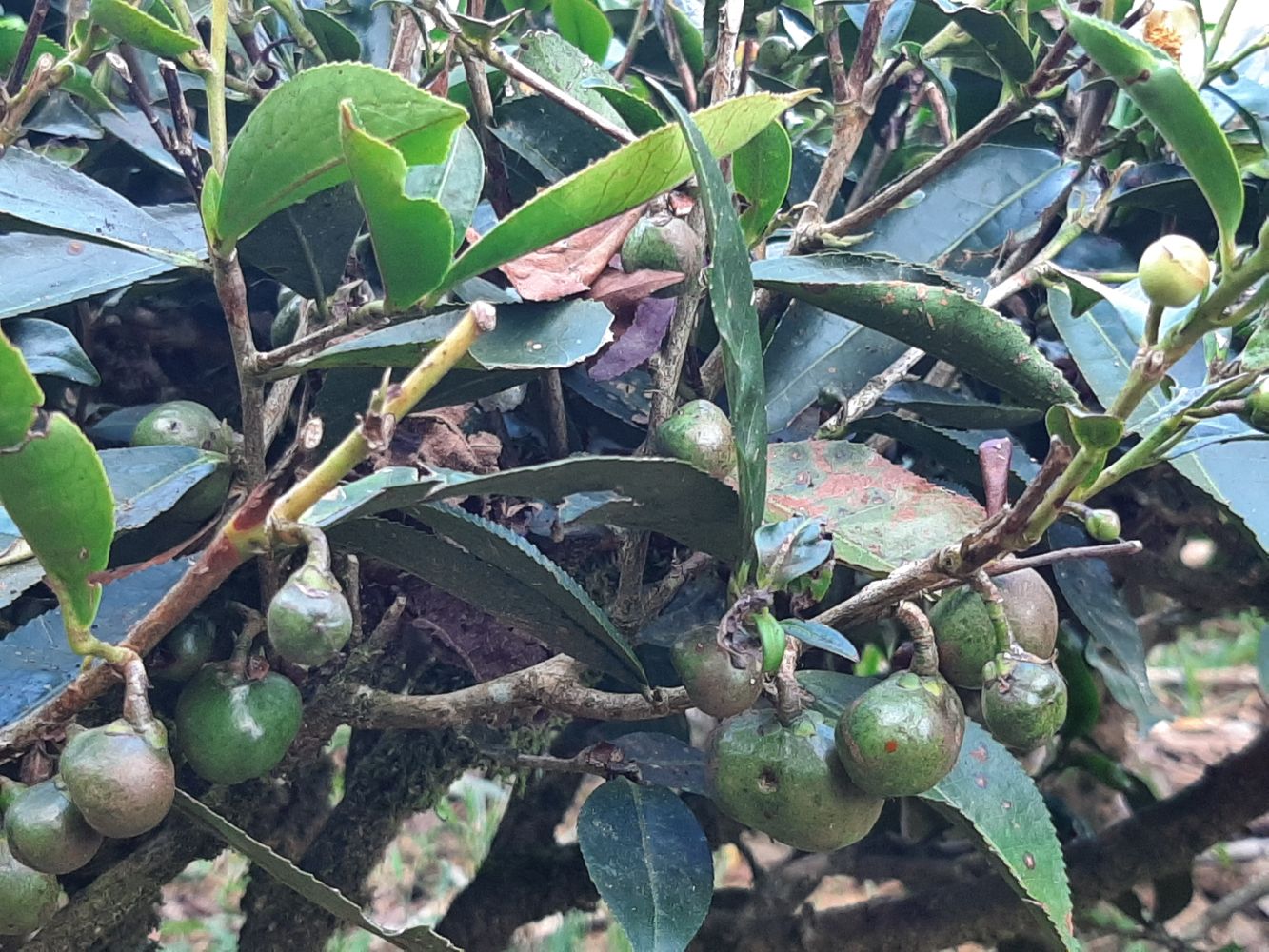 Detail image, Maarten Rozendale, , Vietnam, 2020-02-02, Camelia chinensis - Tea plant