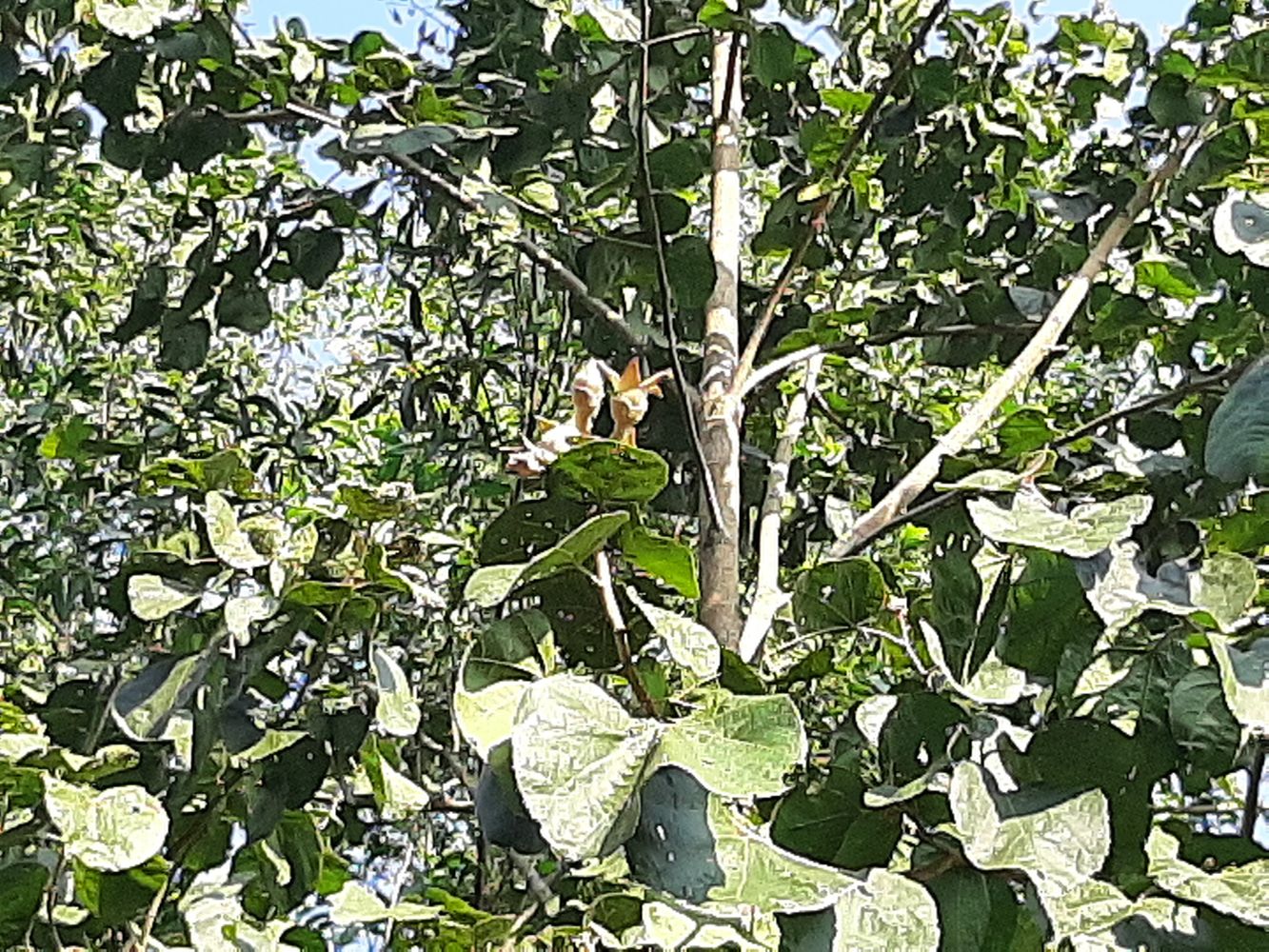 Detail image, Maarten Rozendale, , Vietnam, 2020-02-01, Tectona grandis - Teak