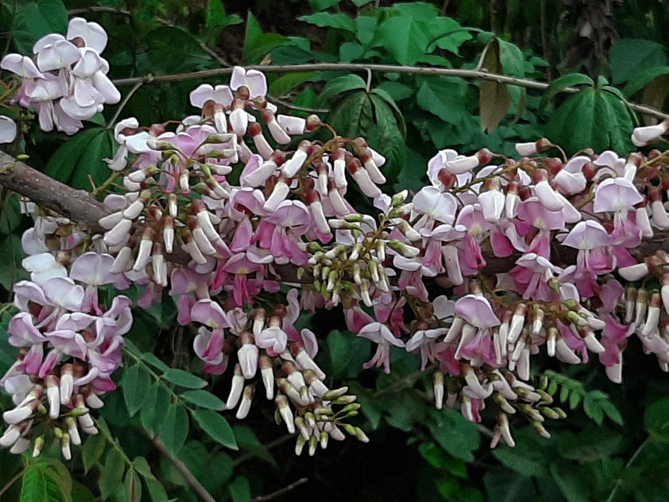 Detail image, Maarten Rozendale, , Vietnam, 2020-02-01, Gliricidia sepium - Mother of Cocoa