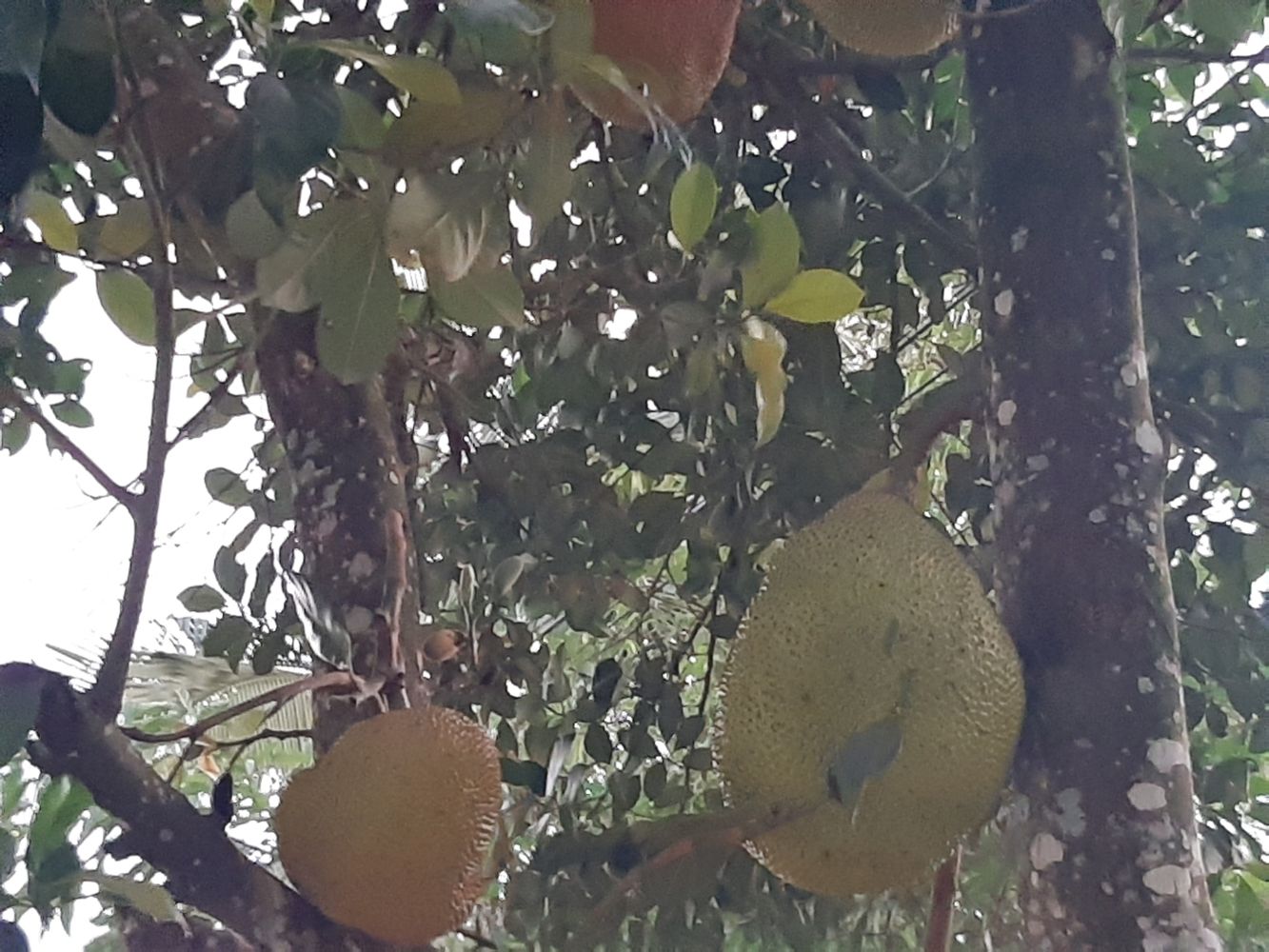 Detail image, Maarten Rozendale, , Vietnam, 2020-02-01, Artocarpus heterophyllus - Jackfruit