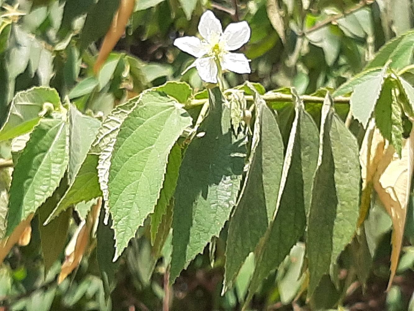 Detail image, Maarten Rozendale, Xuân H?ng, Vietnam, 2020-02-07, Muntingia calabura - Kattilanthi