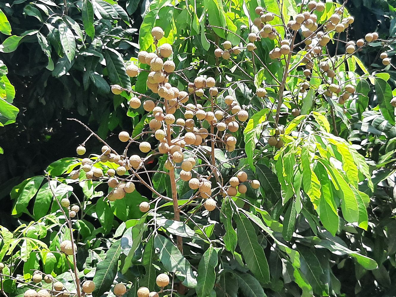 Detail image, Maarten Rozendale, , Vietnam, 2020-06-08, Dimocarpus longan - Longan