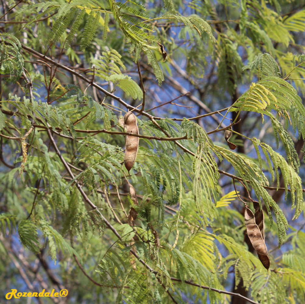 Detail image, , Jerusalem Botanic Garden, Israel, 2017-11-05, Albizia harveyi - Sickle-leaved albizia