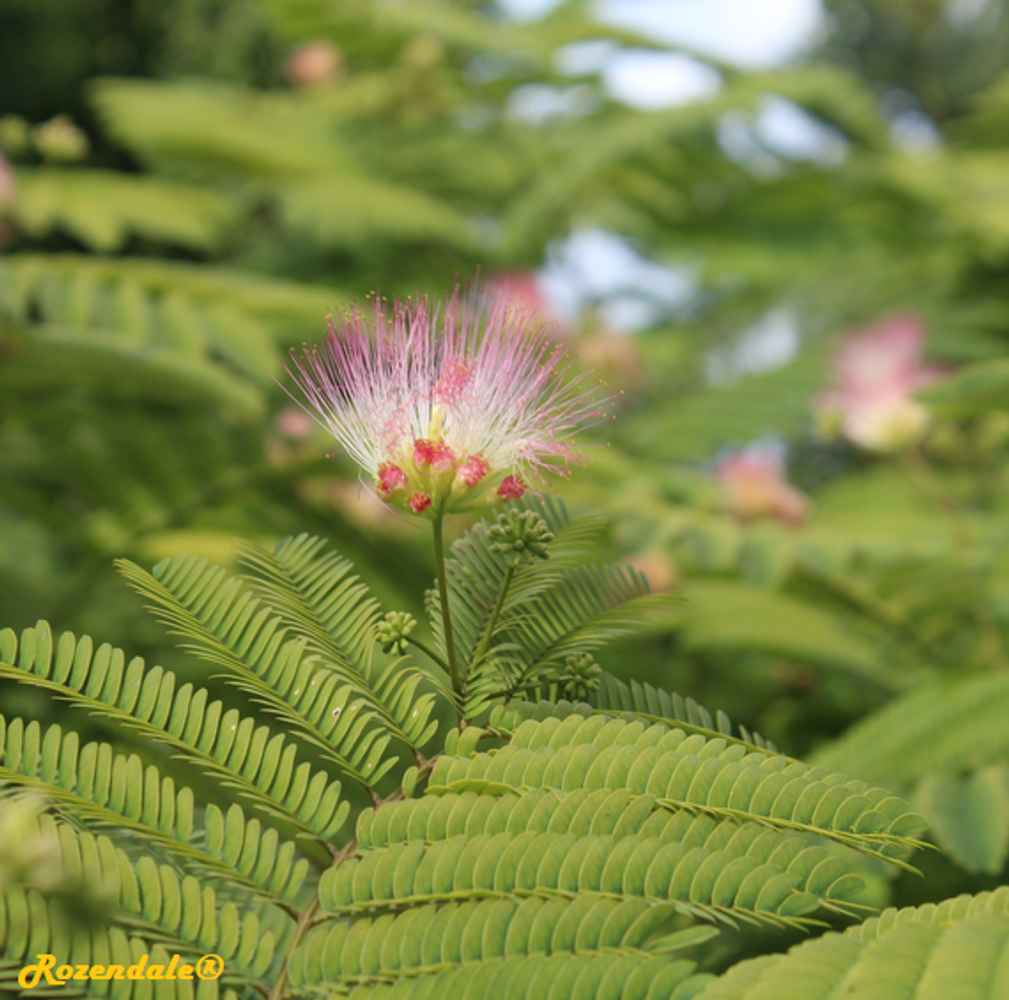 Detail image, Maarten Rozendale, Utrecht, Netherlands, 2017-08-23, Albizia julibrissin - Pink silk tree