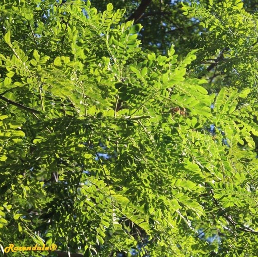Detail image, Maarten Rozendale, Miami, United States, 2016-11-19, Albizia saman - Saman tree