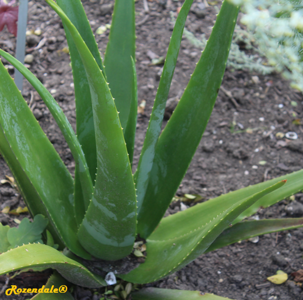 Detail image, , Utrecht, Netherlands, 2017-08-23, Aloe vera - Aloe vera