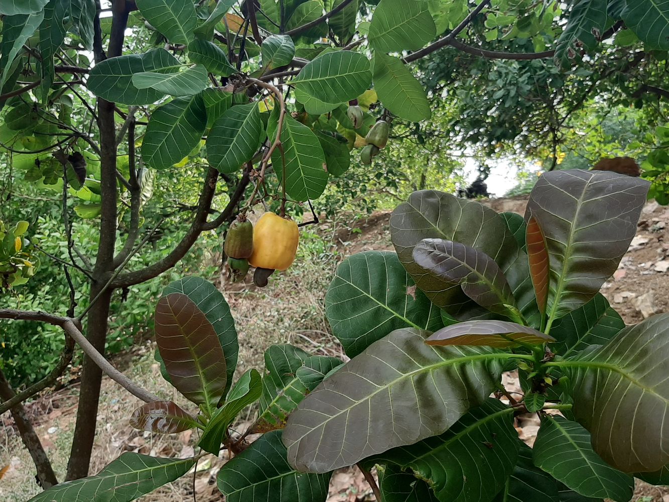 Detail image, , Deo Ta Pua, Vietnam, 2020-03-11, Anacardium occidentale - Cashew