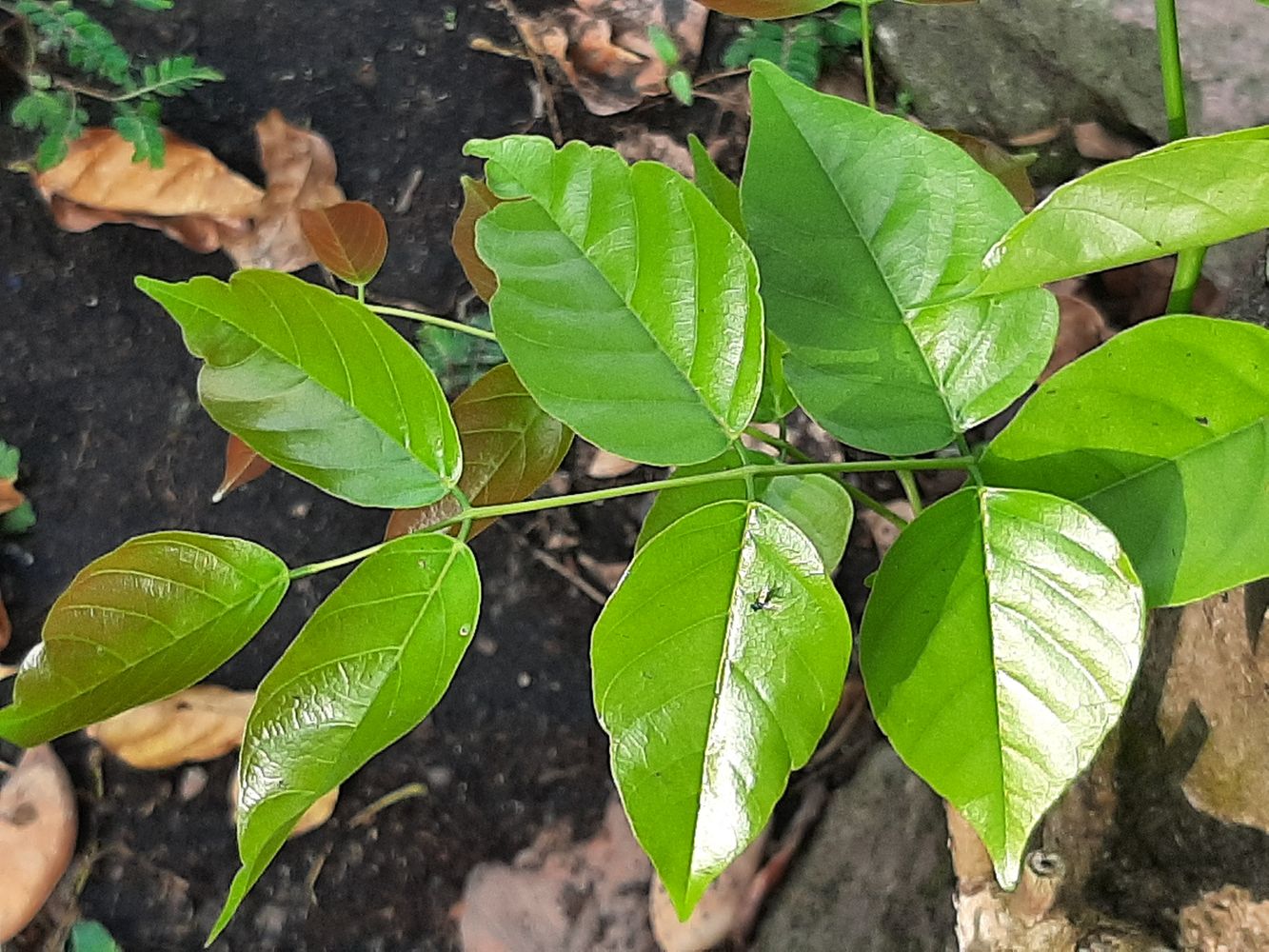 Detail image, , Saigon, Vietnam, 2020-03-17, Antheroporum pierrei - Pierrei bean