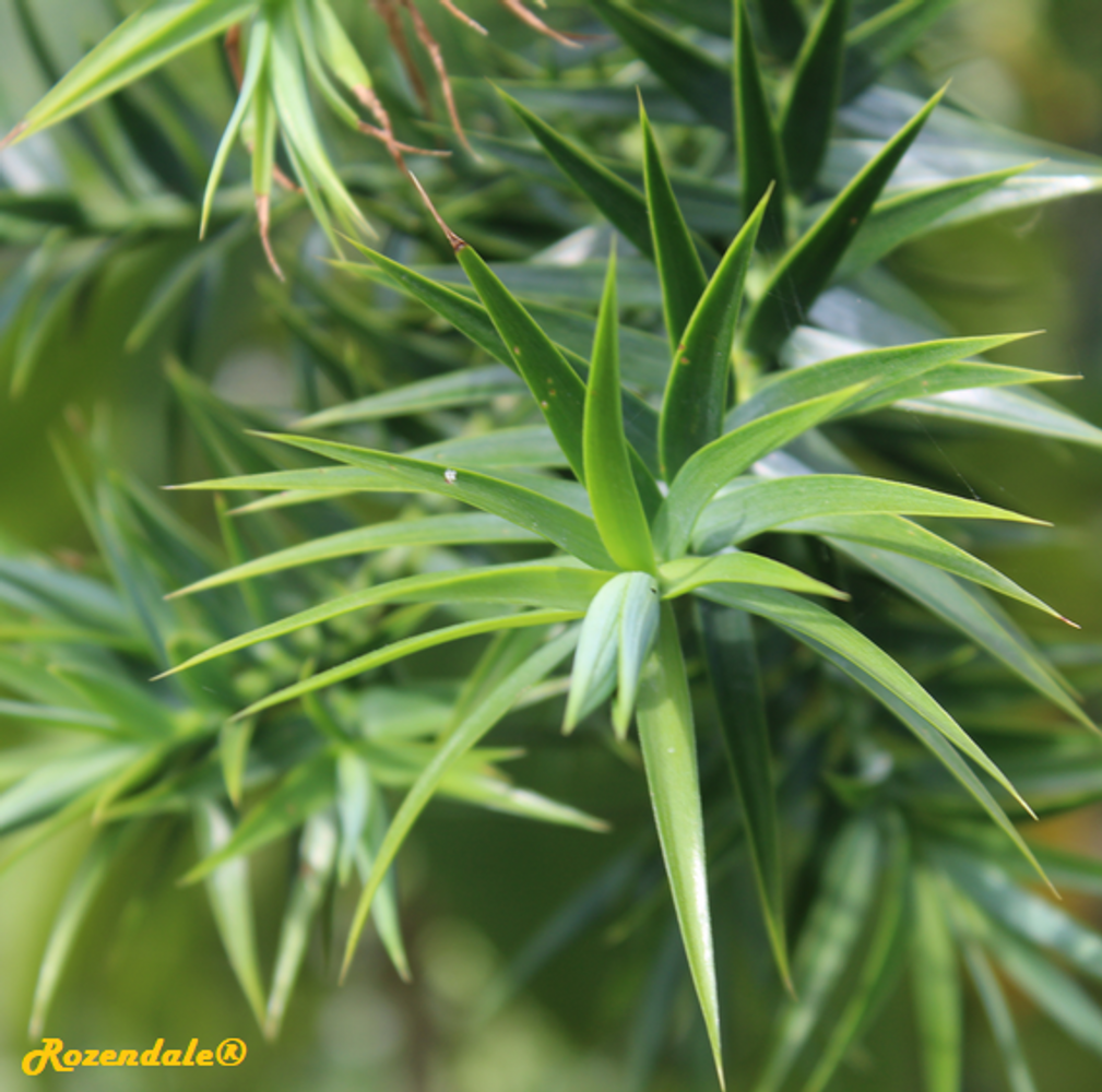 Detail image, , Utrecht, Netherlands, 2017-08-23, Araucaria angustifolia - Candelabra tree
