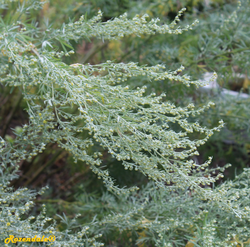 Detail image, , Utrecht, Netherlands, 2017-08-23, Artemisia absinthium - Absinth