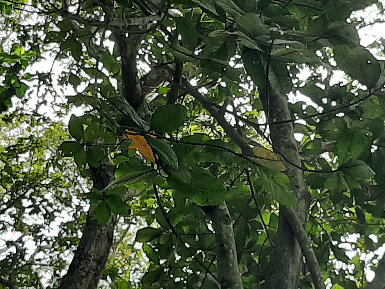Detail image, , Saigon, Vietnam, 2020-02-15, Artocarpus rigidus - Monkey jackfruit