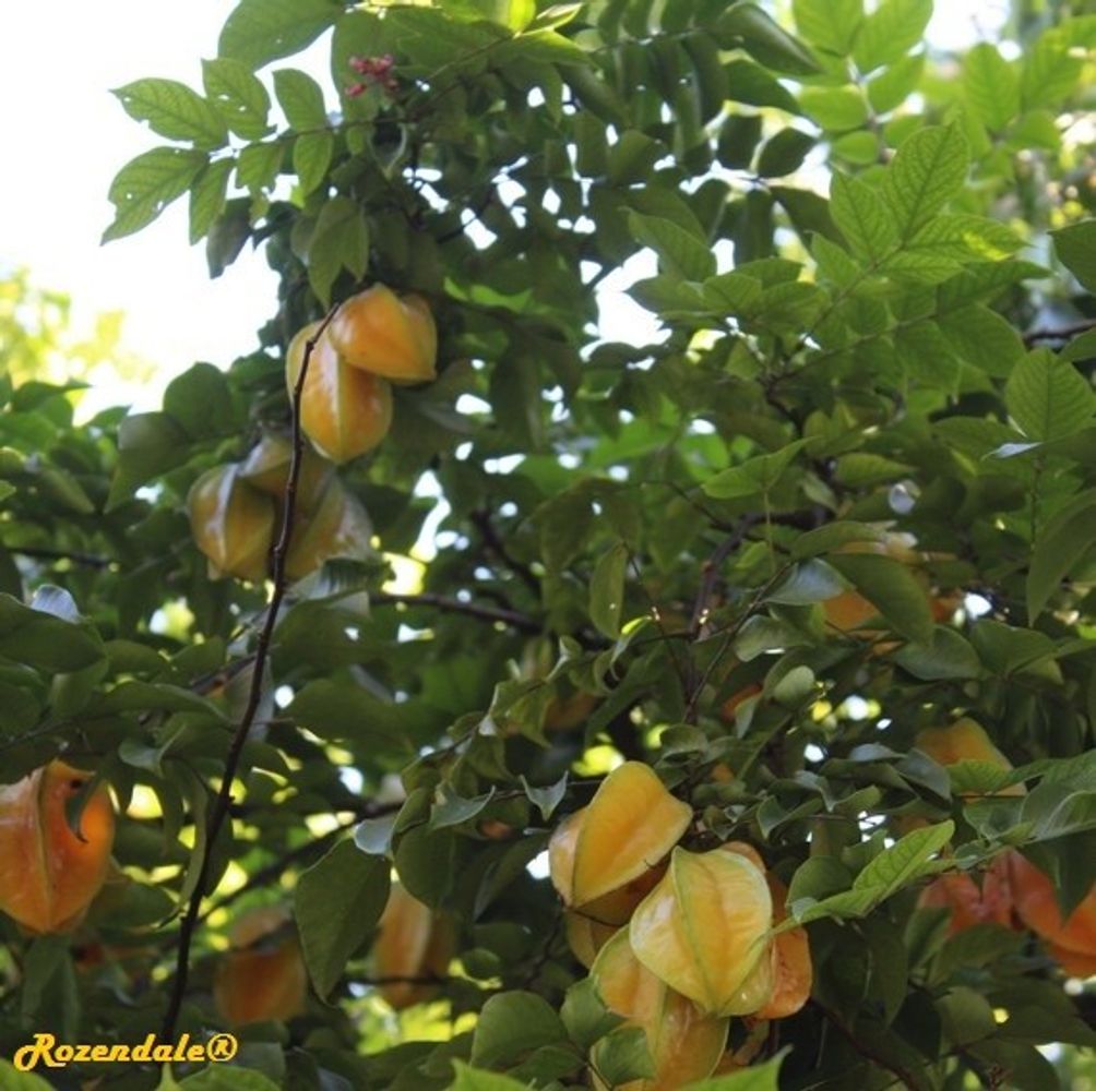 Detail image, , Coral Gables, United States, 2016-11-20, Averrhoa carambola - Carambola