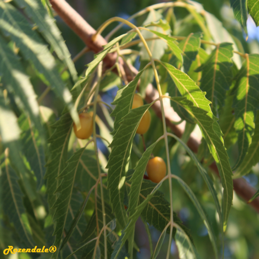Detail image, , Be'er Milka, Israel, 2017-10-05, Azadirachta indica - Neem