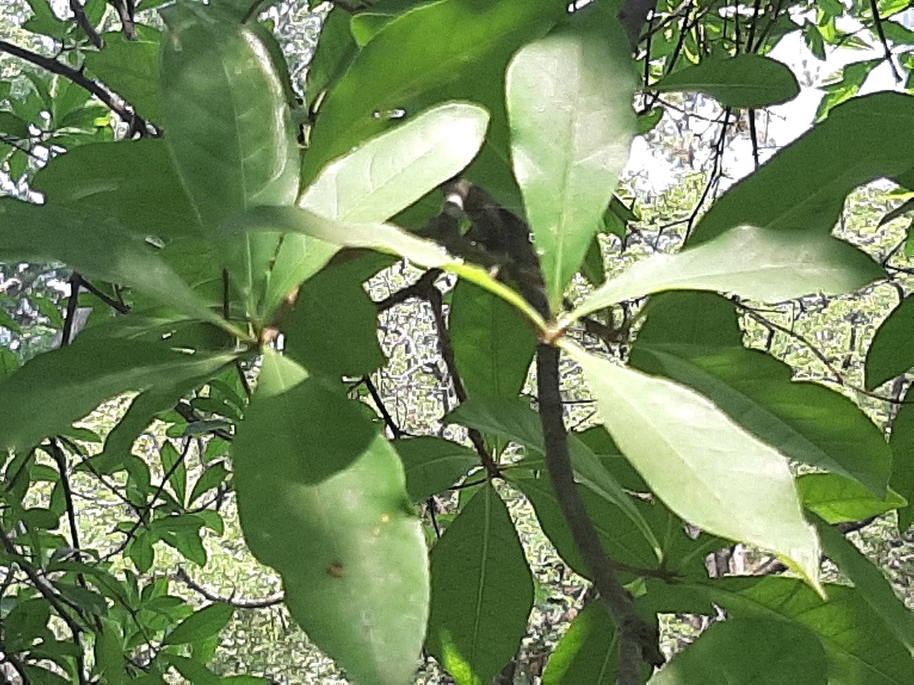 Detail image, , Saigon, Vietnam, 2020-03-13, Barringtonia acutangula - Freshwater mangrove