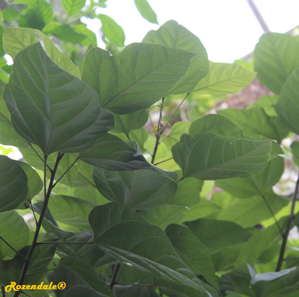 Detail image, , Utrecht, Netherlands, 2017-09-07, Bixa orellana - Achiote