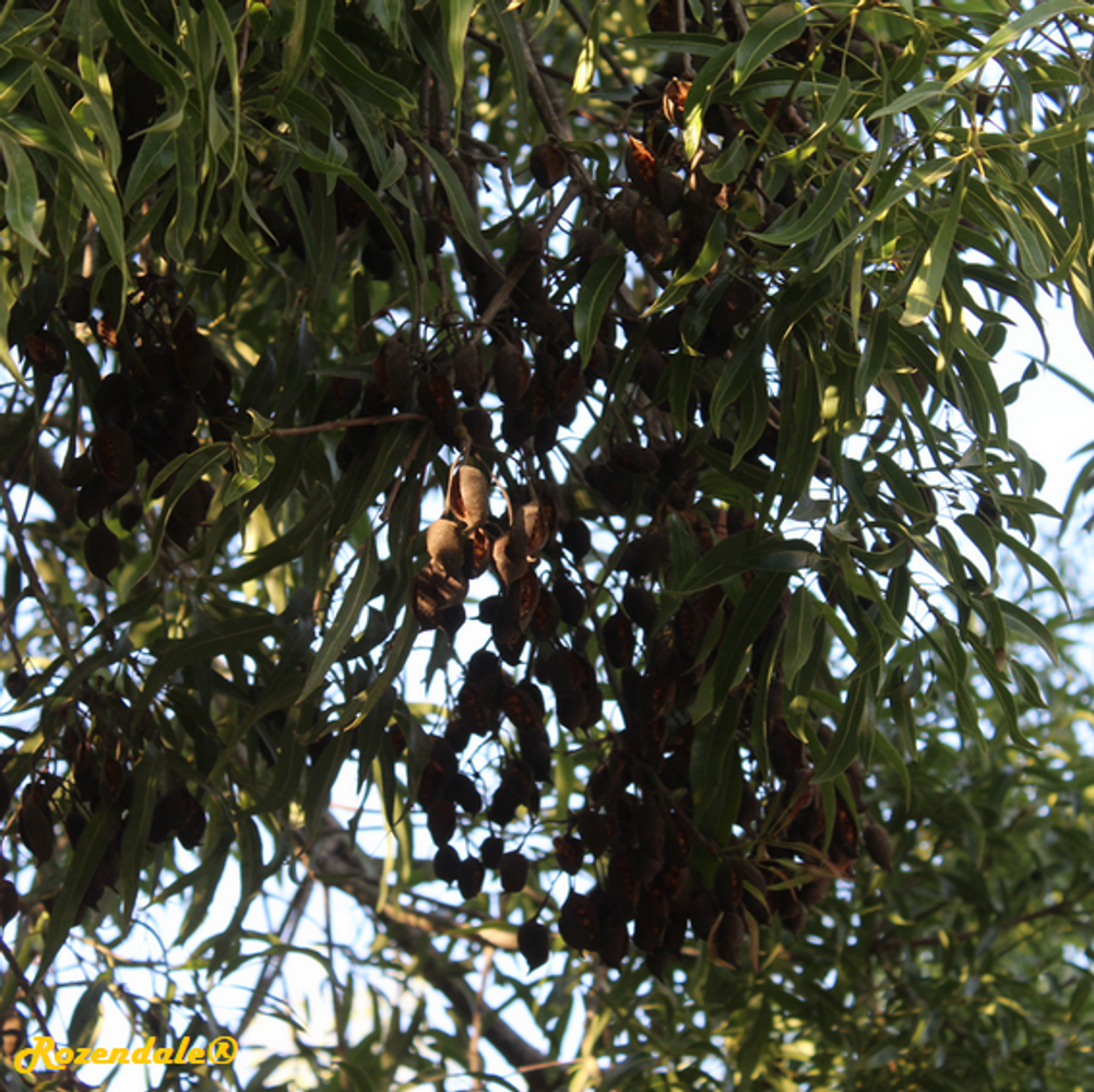 Detail image, , Jerusalem Botanic Garden, Israel, 2017-11-05, Brachychiton rupestris - Queensland bottle tree