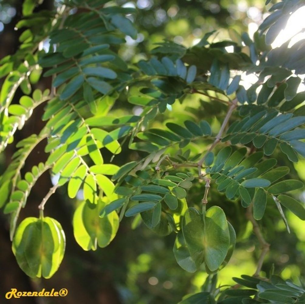 Detail image, , Coral Gables, United States, 2016-11-20, Bulnesia arborea - Maracaibo verawood
