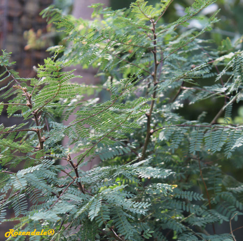 Detail image, , Utrecht, Netherlands, 2017-09-07, Caesalpinia gilliesii - Bird of paradise