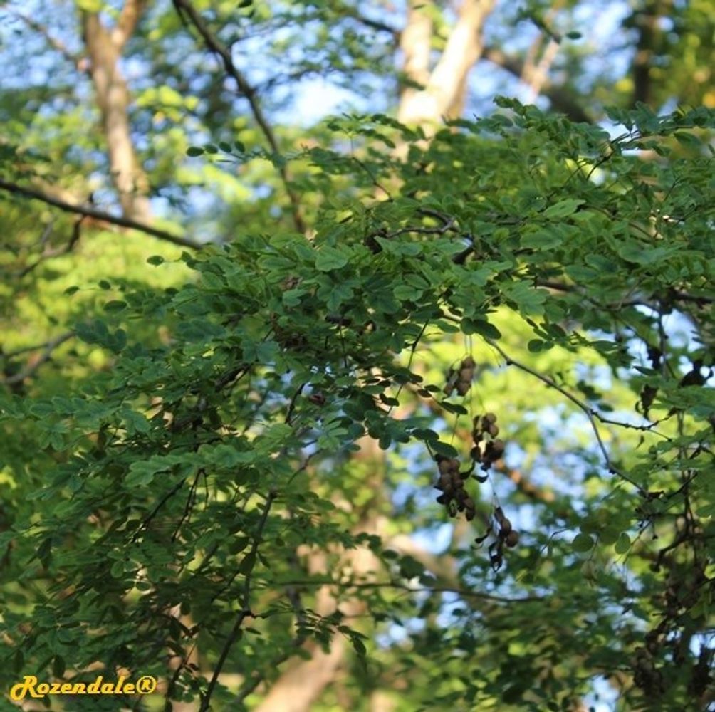 Detail image, , Coral Gables, United States, 2016-11-20, Caesalpinia granadillo - Bridalveil