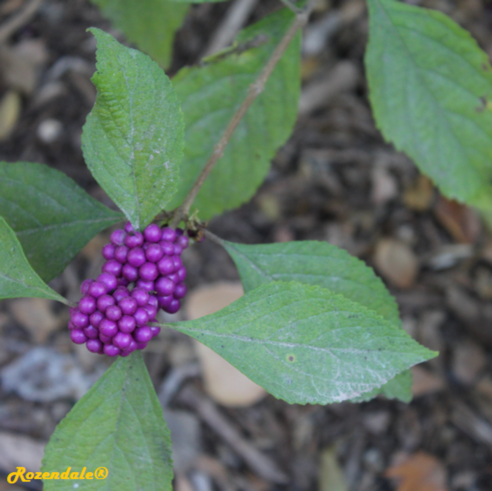 Detail image, , Jerusalem Botanic Garden, Israel, 2017-11-05, Callicarpa americana - American beautiberry