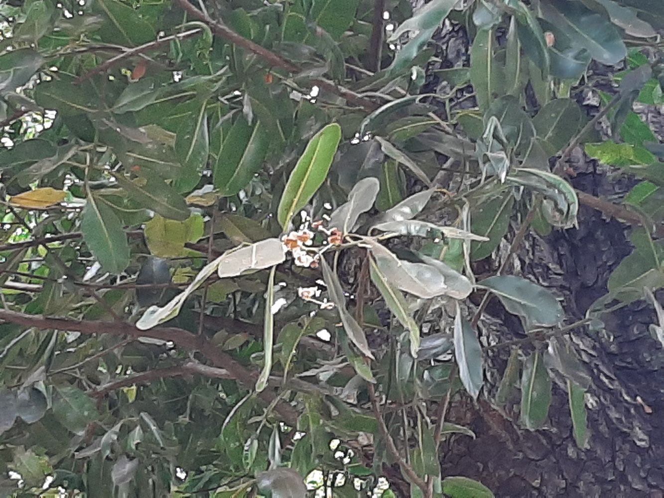 Detail image, , Saigon, Vietnam, 2020-02-15, Calophyllum inophyllum - Poon