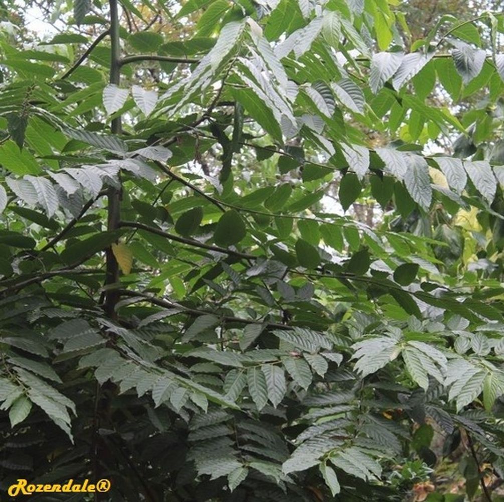 Detail image, Maarten Rozendale, Harry P Leu Gardens, United States, 2016-11-14, Cananga odorata - Ylang Ylang