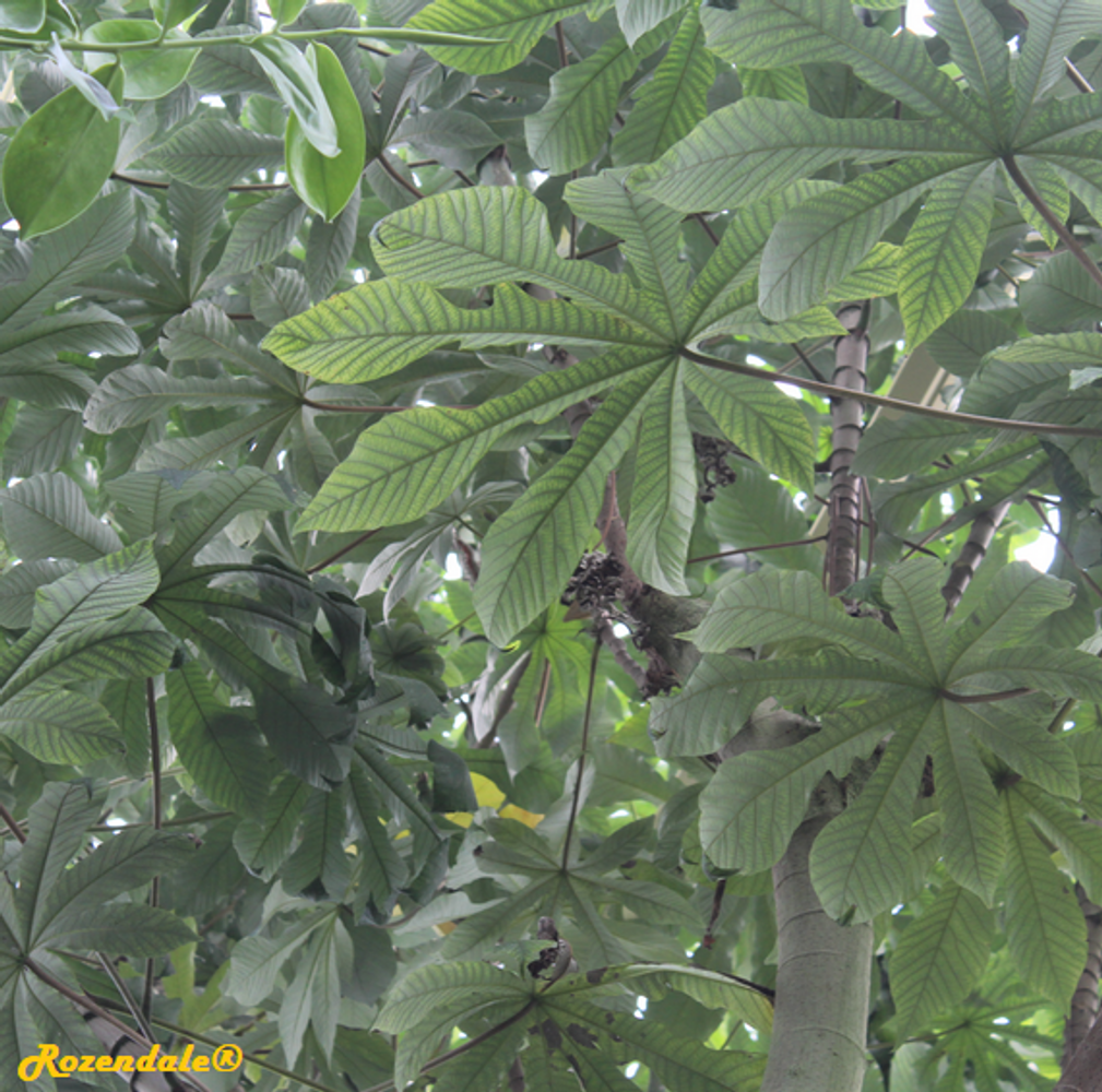 Detail image, , Utrecht, Netherlands, 2017-08-23, Cecropia engleriana - Trumpet snakewood