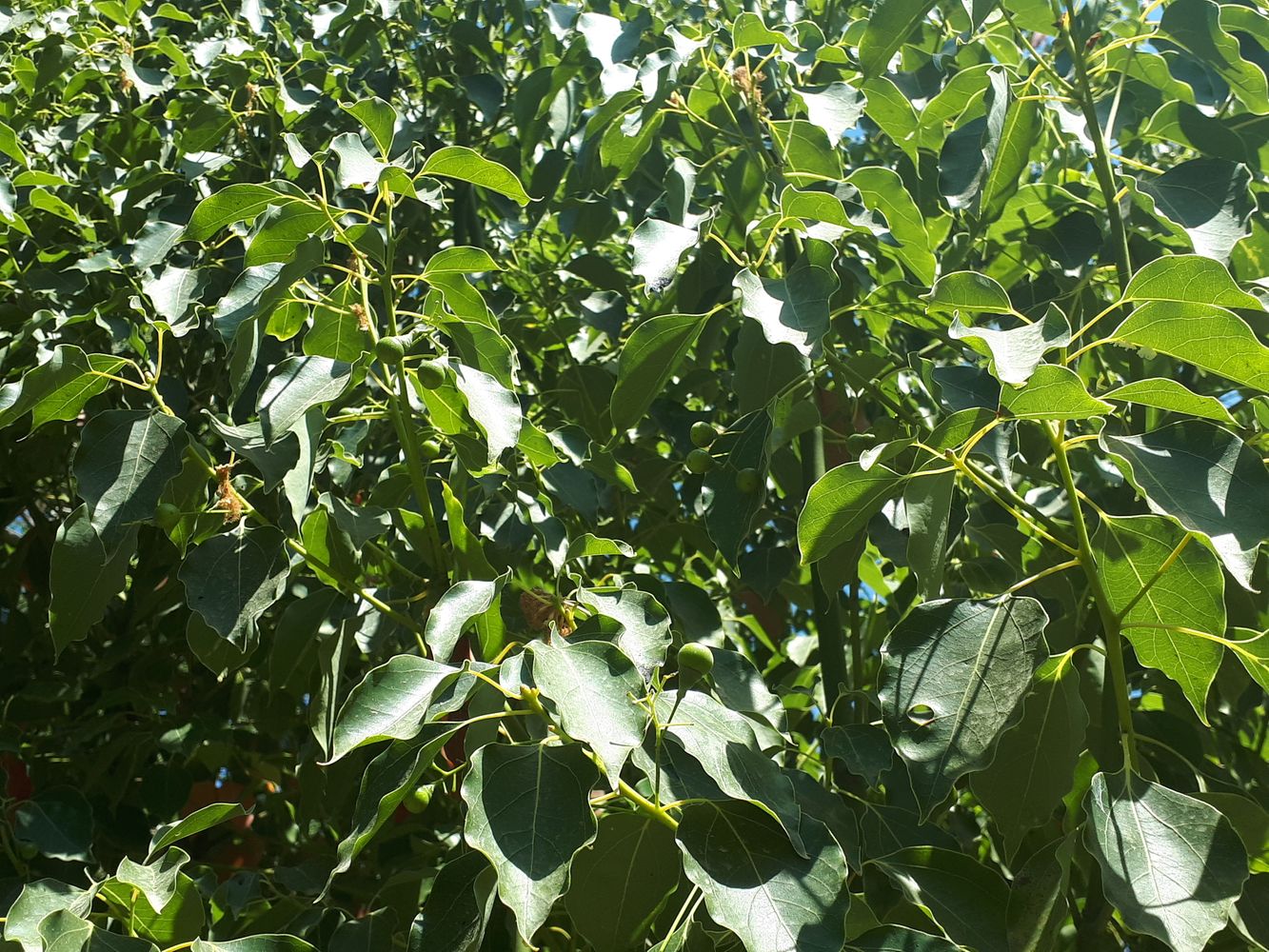 Detail image, , , , 2018-09-22, Cinnamomum camphora - Camphor laurel