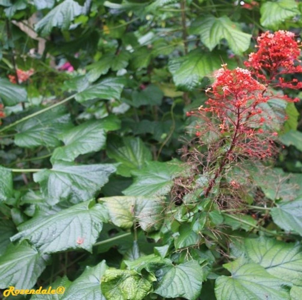 Detail image, , Harry P Leu Gardens, United States, 2016-11-15, Clerodendrum paniculatum - Pagoda flower