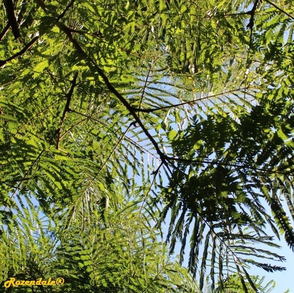 Detail image, , Coral Gables, United States, 2016-11-20, Cojoba arborea - Algarrobo