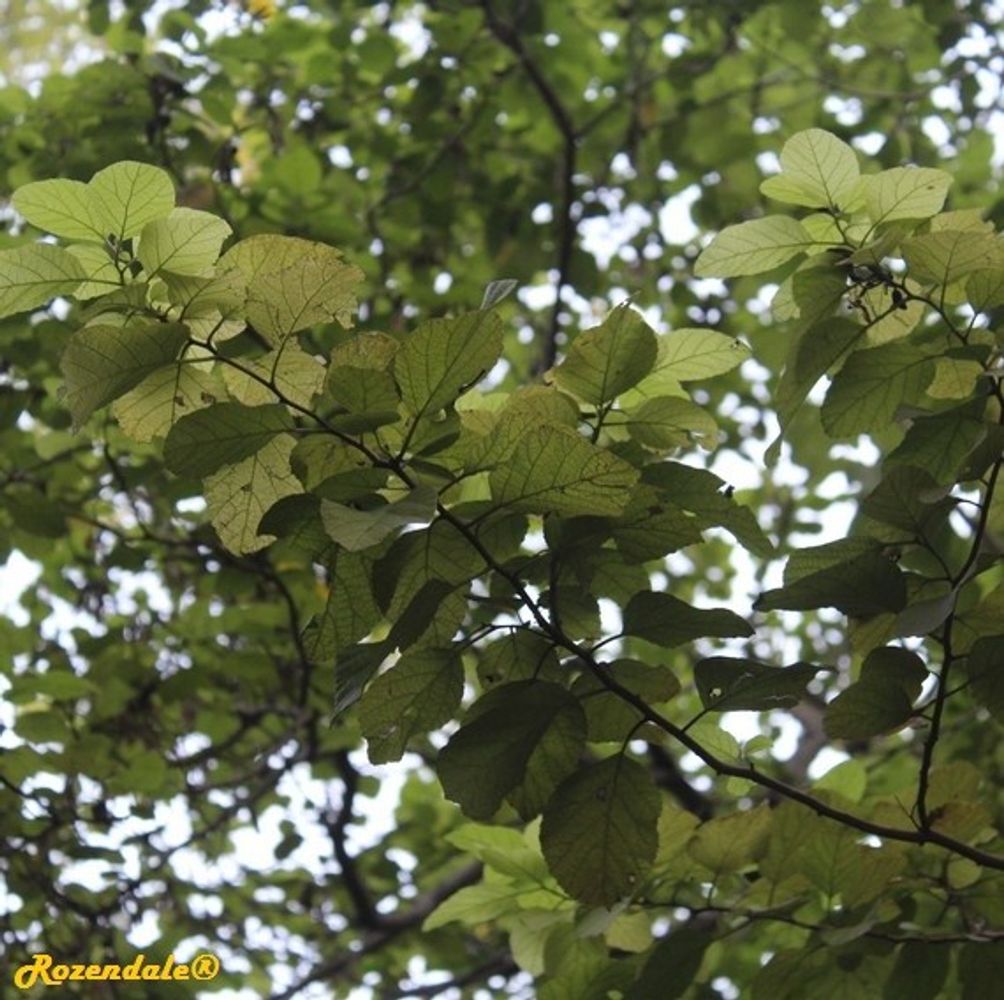 Detail image, , Coral Gables, United States, 2016-11-20, Cordia lutea - Yellow cordia