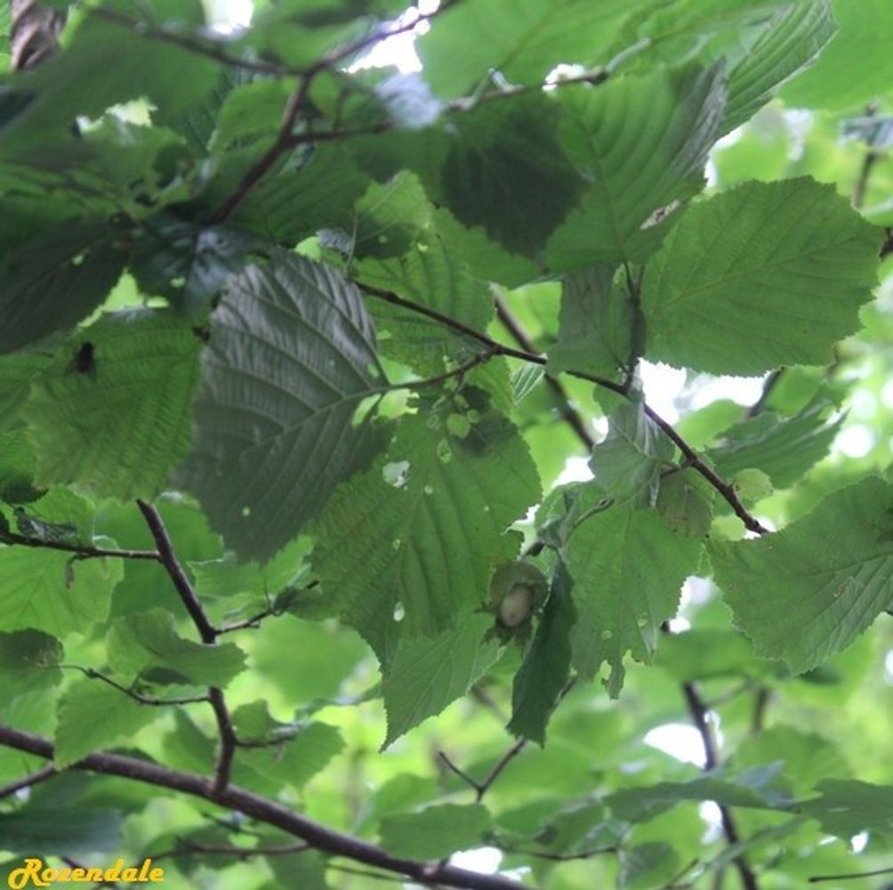 Detail image, , Horticus Leiden, Netherlands, 2017-08-17, Corylus tibetica - Tibetian hazelnut