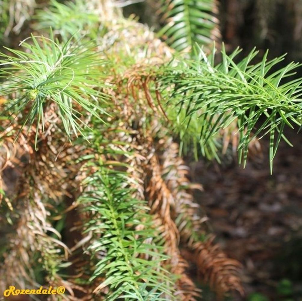Detail image, , Harry P Leu Gardens, United States, 2016-11-15, Cunninghamia lanceolata - Chinese fir