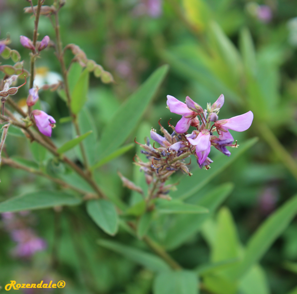 Detail image, , Utrecht, Netherlands, 2017-08-23, Desmodium canadense - Canada tickclover