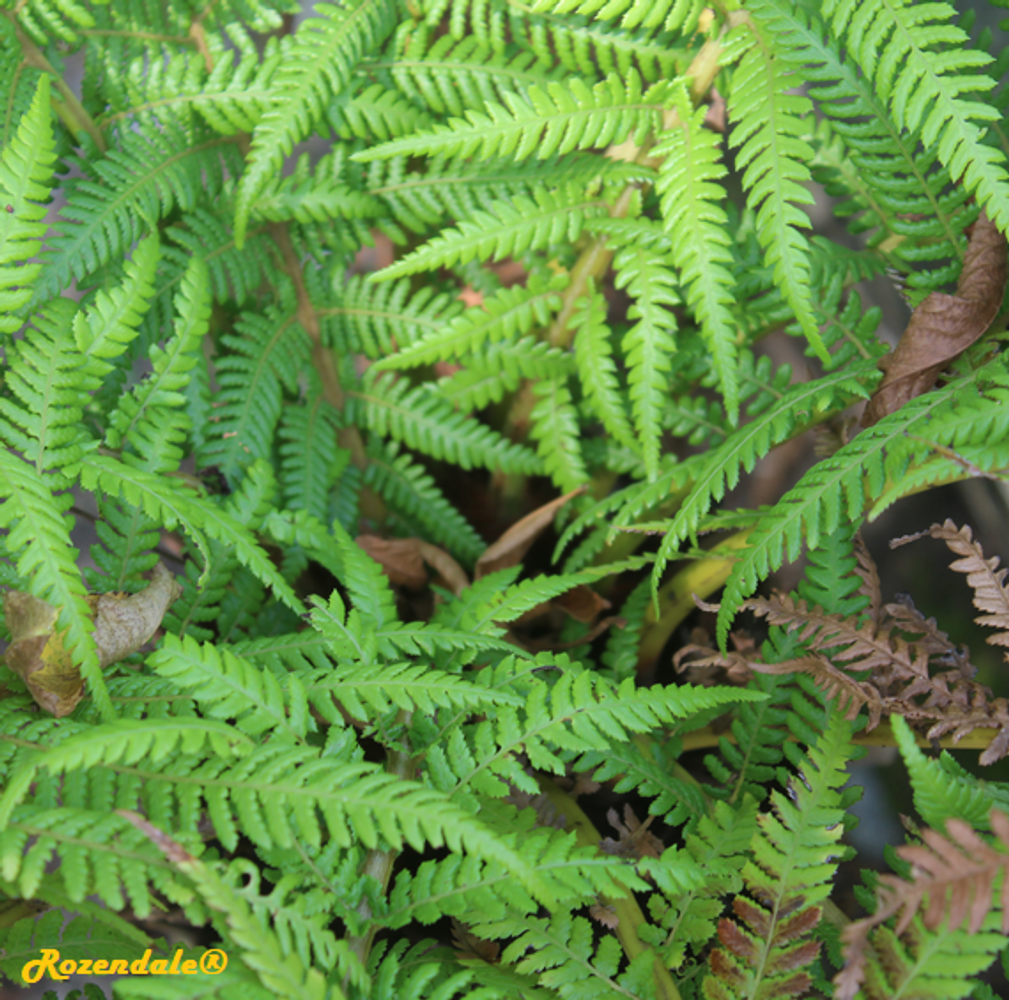 Detail image, , Utrecht, Netherlands, 2017-08-23, Dicksonia antarctica - Soft tree fern