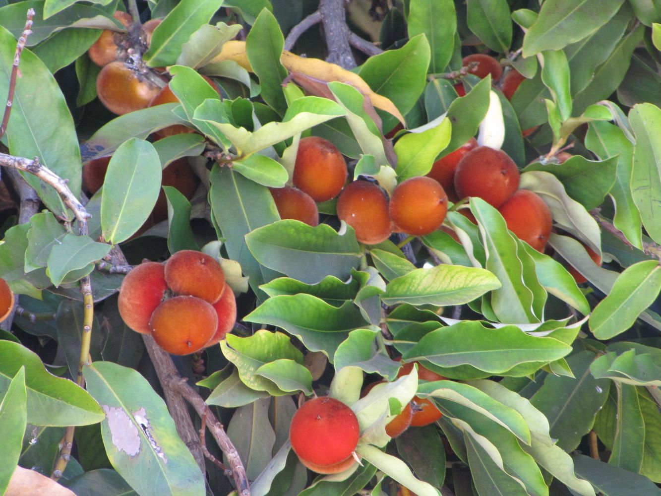 Detail image, Maarten Rozendale, Kahului, HI, USA, Israel, 2009-08-06, Diospyros blancoi - Mabolo