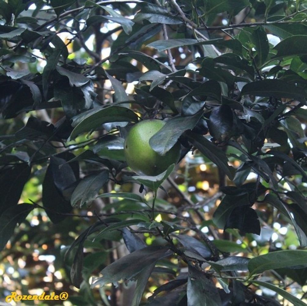 Detail image, , Coral Gables, United States, 2016-11-20, Diospyros digyna - Chocolate persimmon