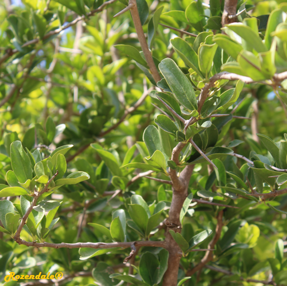 Detail image, , Jerusalem Botanic Garden, Israel, 2017-11-05, Dovyalis caffra - Kei aplle