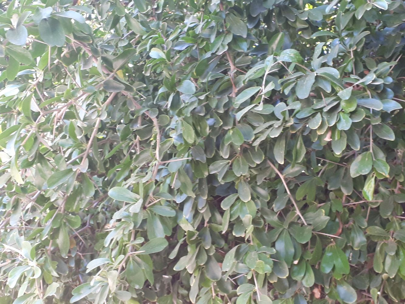 Detail image, , , , 2018-09-22, Dovyalis caffra - Kei aplle