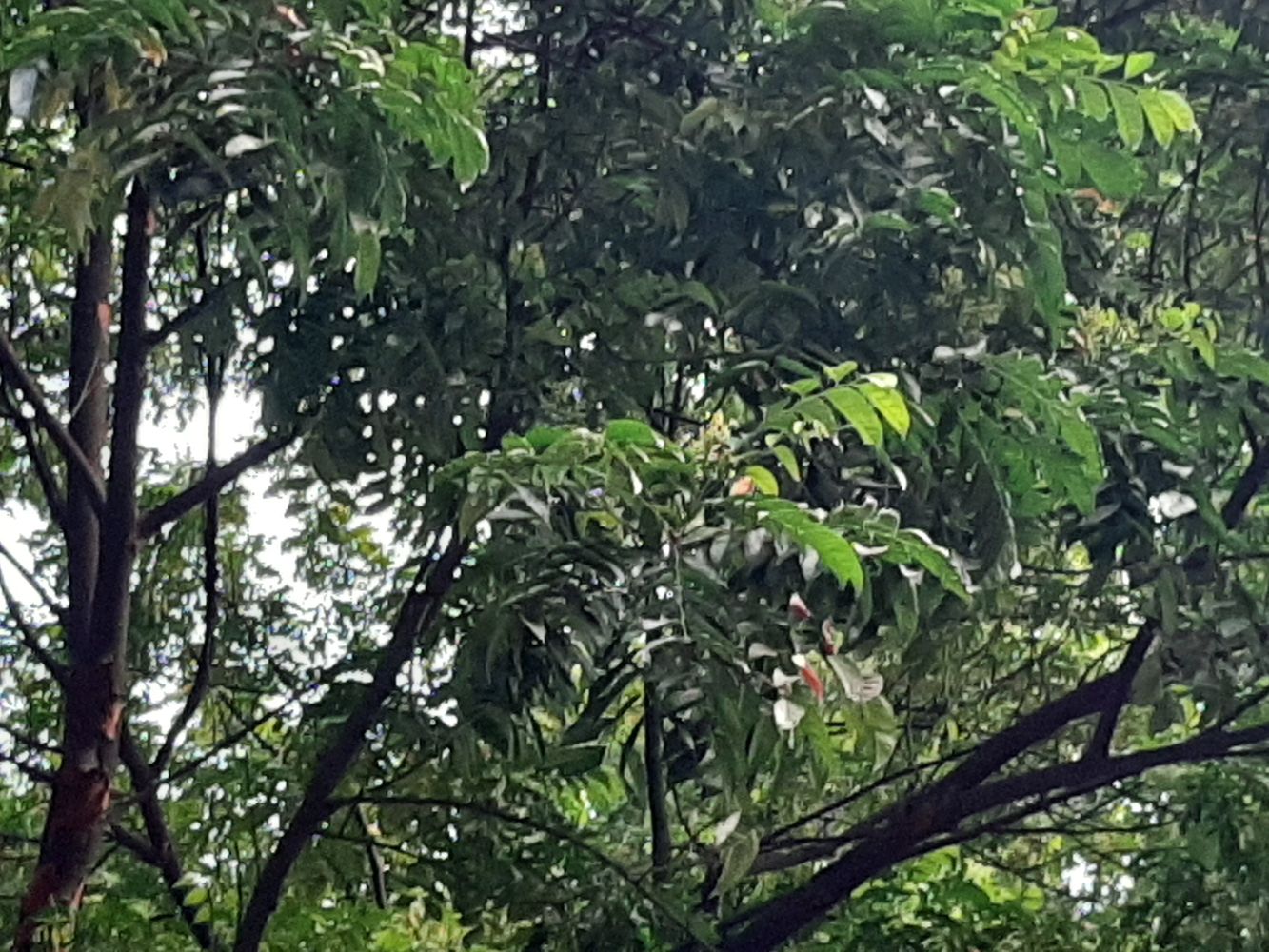 Detail image, Maarten Rozendale, Saigon, Vietnam, 2020-04-17, Dysoxylum rubrocostatum - Vietnamese dysoxylum