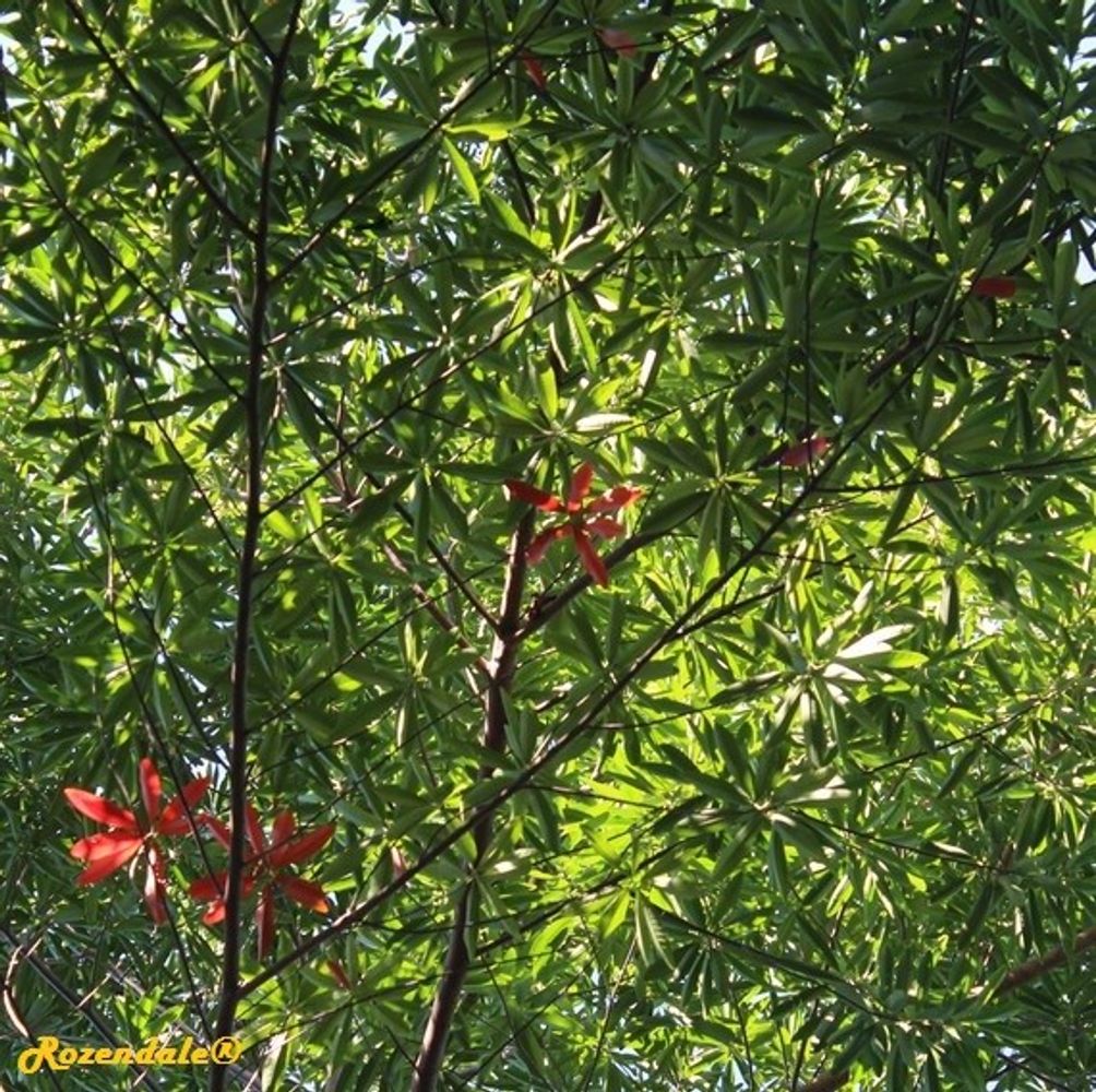 Detail image, , Coral Gables, United States, 2016-11-20, Elaeocarpus grandis - Blue quandong