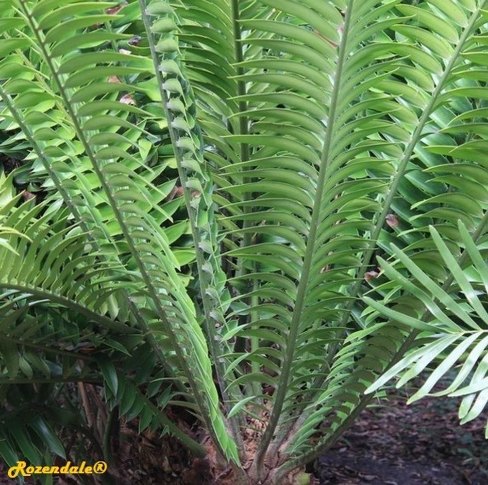 Detail image, , Harry P Leu Gardens, United States, 2016-11-15, Encephalartos natalansis - Natal bread tree