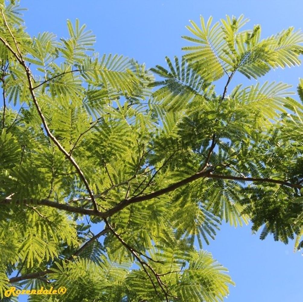 Detail image, , Coral Gables, United States, 2016-11-20, Enterolobium cyclocarpum - Ear pod tree
