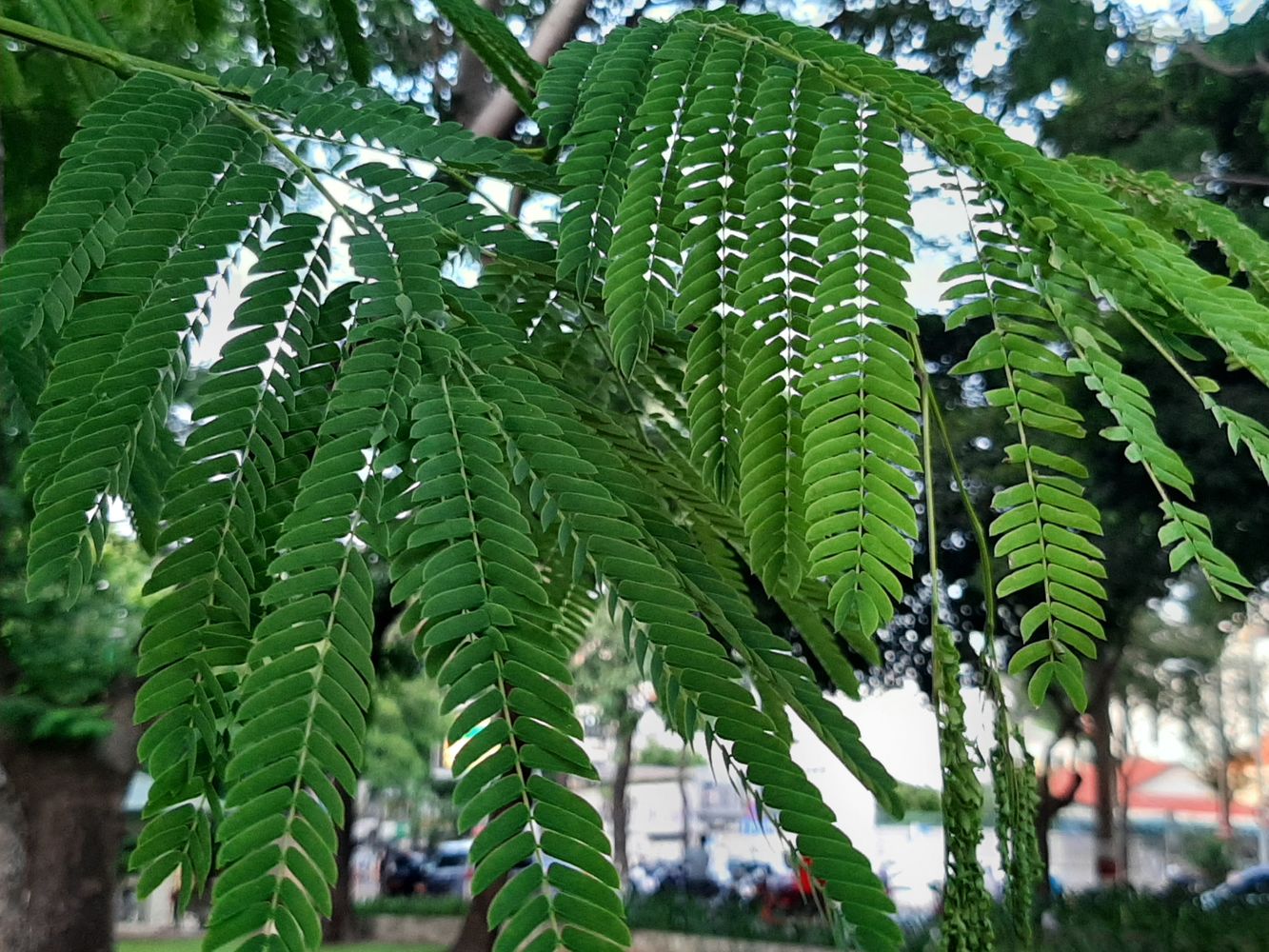 Detail image, , Saigon, Vietnam, 2020-04-17, Enterolobium cyclocarpum - Ear pod tree