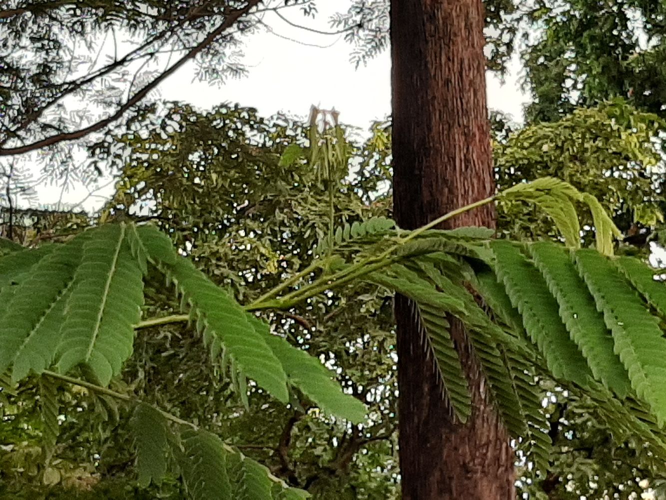 Detail image, Maarten Rozendale, Saigon, Vietnam, 2020-04-17, Enterolobium cyclocarpum - Ear pod tree