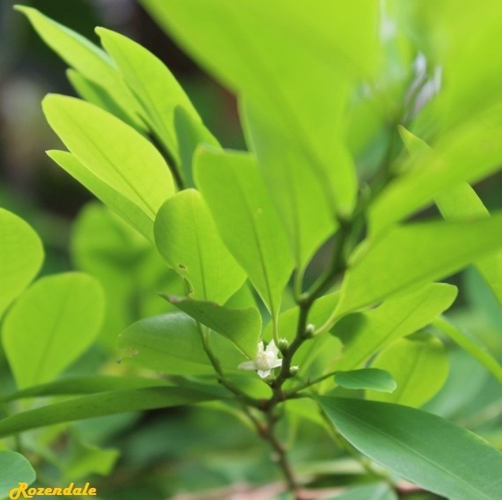 Detail image, , Horticus Leiden, Netherlands, 2017-08-17, Erythroxylum coca - Common coca plant