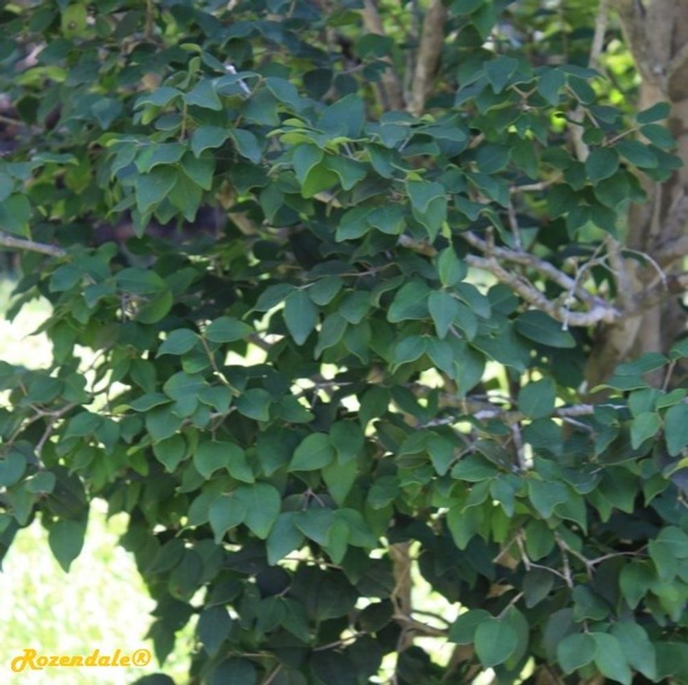 Detail image, , Coral Gables, United States, 2016-11-20, Eugenia rhombea - Red stopper