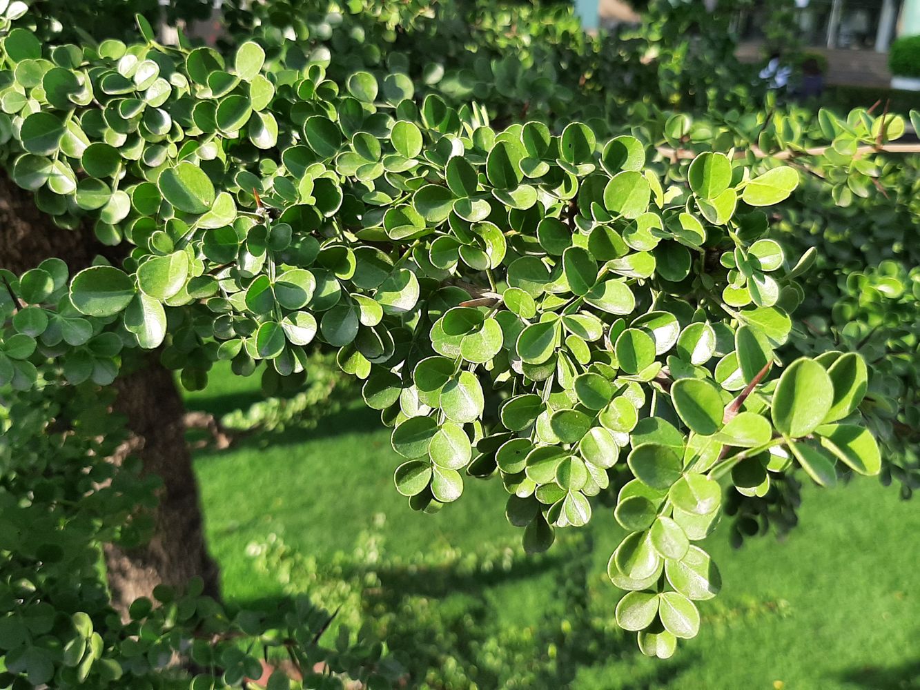 Detail image, , Saigon, Vietnam, 2020-04-17, Feroniella lucida - Canthan